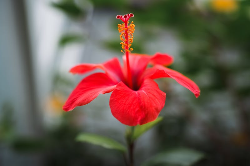 Hibiscus Jamaica Agua Fresca